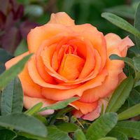 La rose Louis de Funès